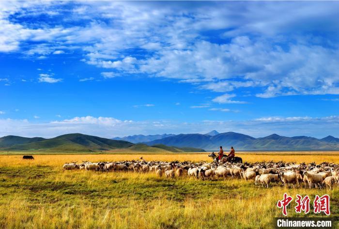 圖為瑪曲縣阿萬(wàn)倉(cāng)鎮(zhèn)草原牧民在放牧?！＄娊?　攝